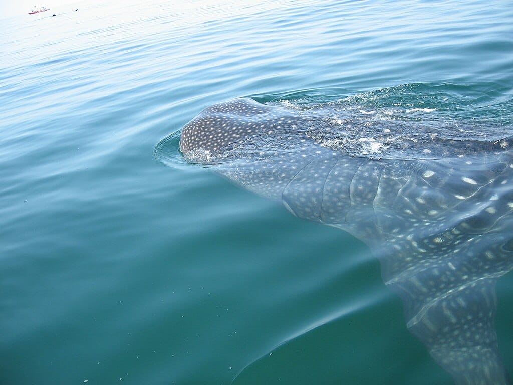 Whale Shark off the coast of Holbox, Mexico