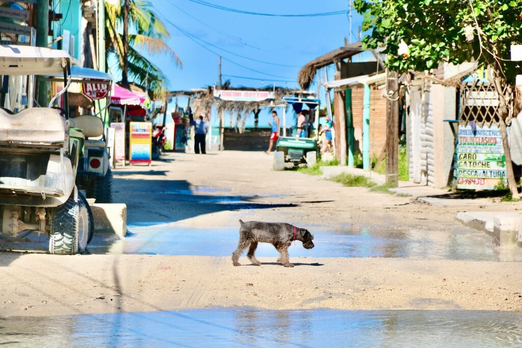 Beach in the background. sand road through stores. Dog crossing the street in Isla Holbox