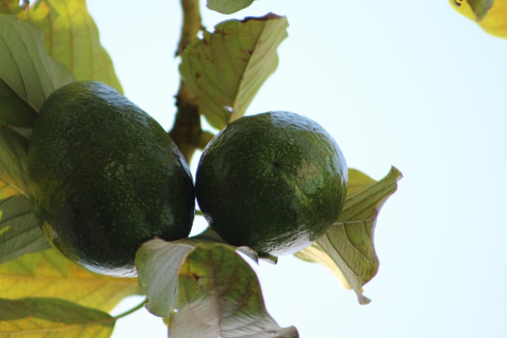 avocado on tree