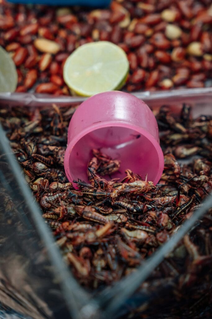 chapulines grasshoppers