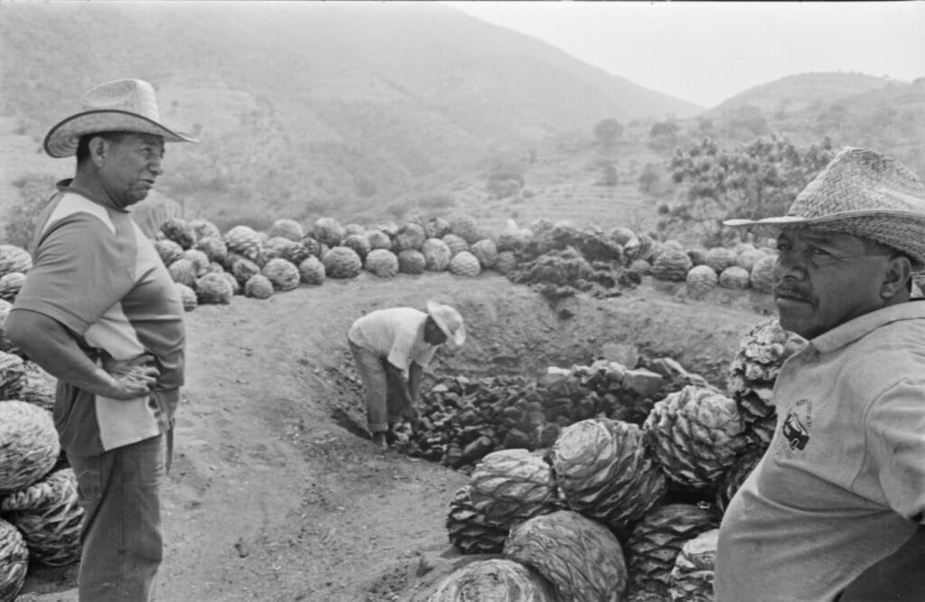 Ancestral Mezcal process