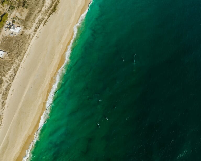 Whales near Todos Santos